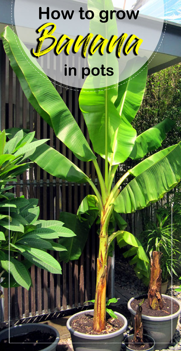 Growing banana tree | Banana plant | Musa