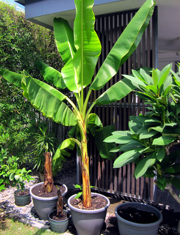 Banana plant in pot information