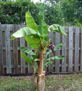 Growing banana tree in containers | How to grow Banana plant | Musa ...