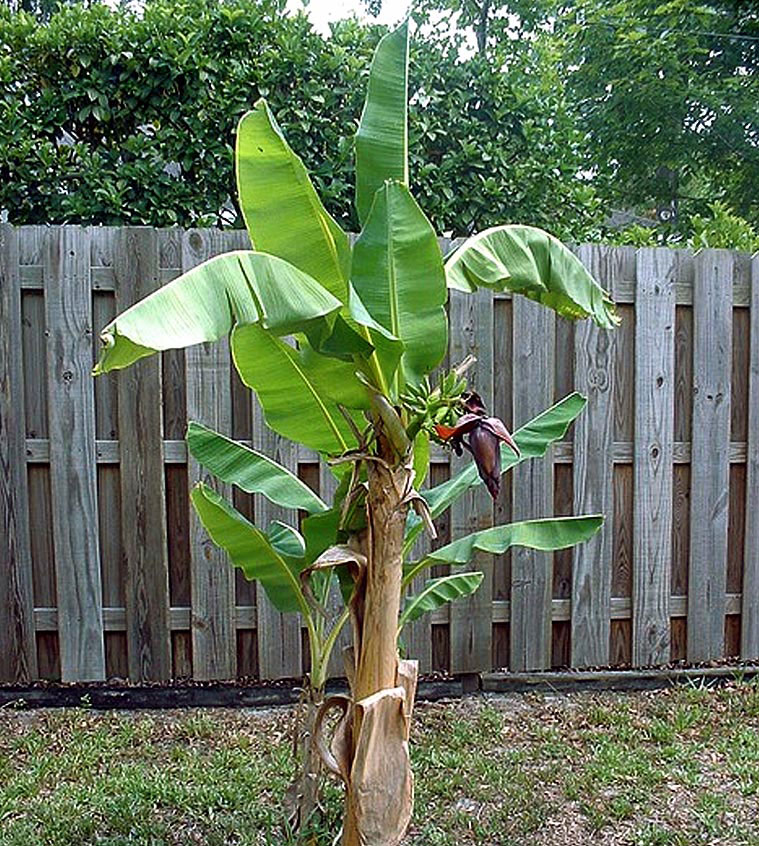 Growing banana tree | Banana plant | Musa