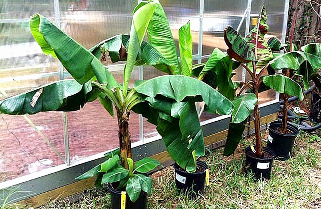 Growing banana dwarf species in containers - NatureBring