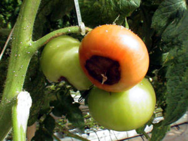 7 Steps to Get Rid of Blossom end rot of Tomatoes | Tomatoes diseases and problem