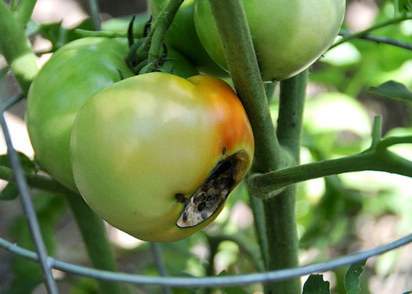 Blossom end rot of Tomatoes