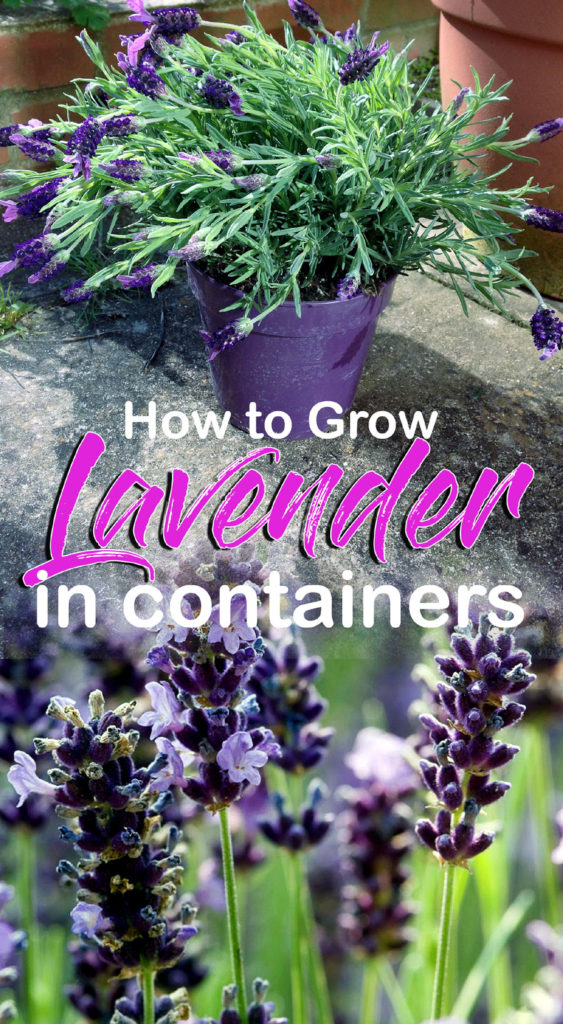 Lavender | Lavandula | Growing Lavender in pots