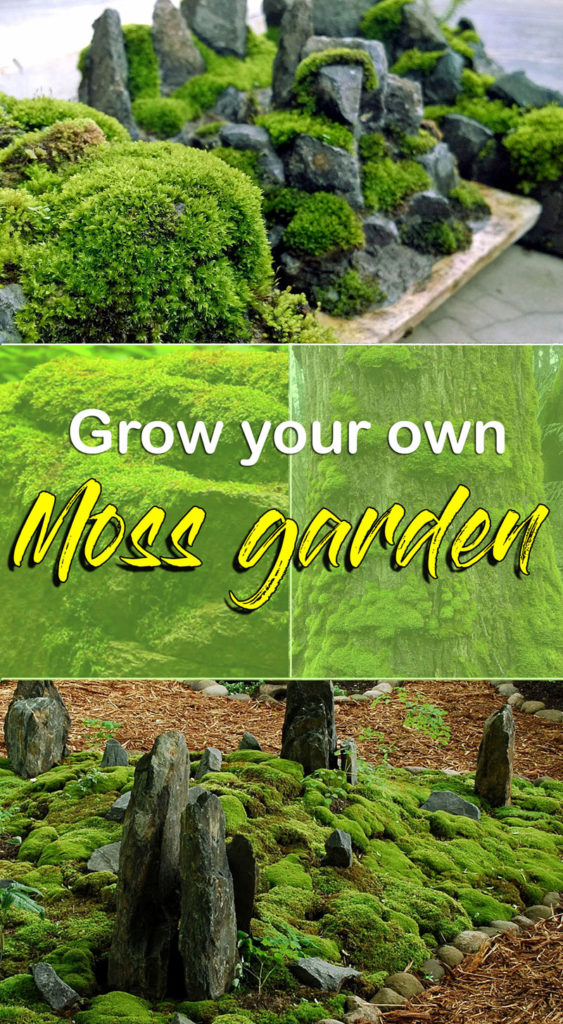 Grow your own Moss Garden | How to get mosses