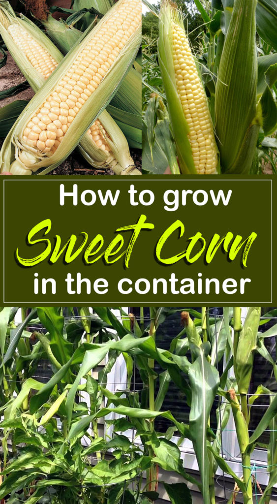 how to grow corn plant | Sweet corn | Maize