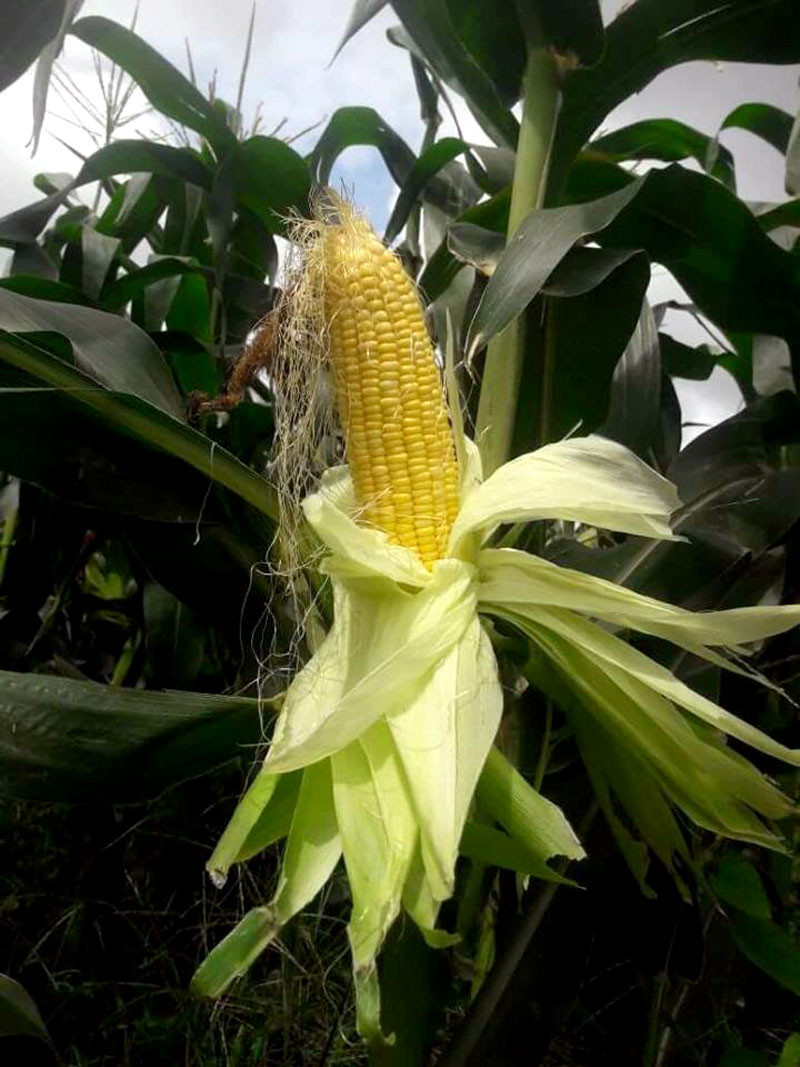 How to grow Corn | Growing Corn in containers | Sweet corn