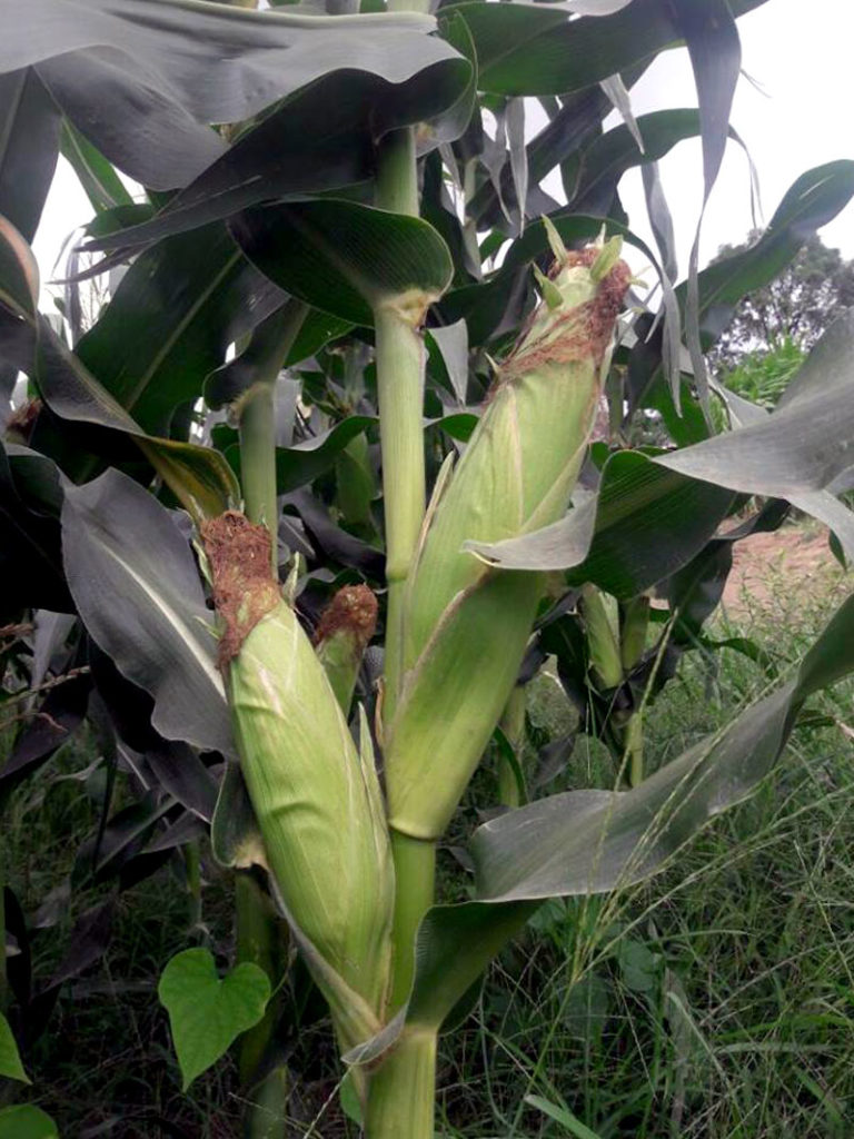 Growing Sweet Corn in the container | Nature Bring - NatureBring