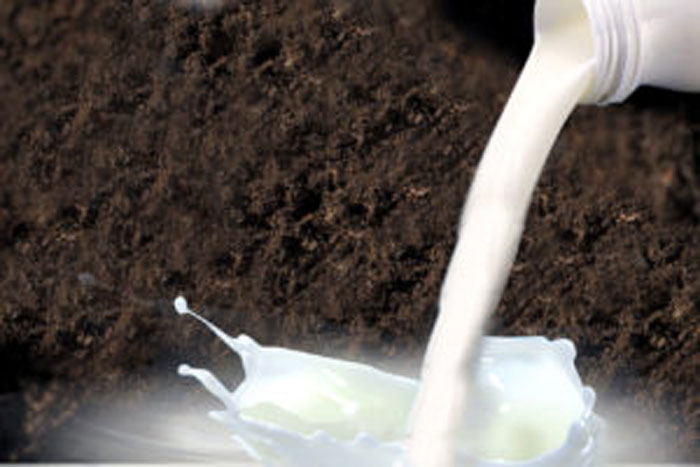 6 Stunning effects of Milk in the garden as a fertilizer | Milk in the garden