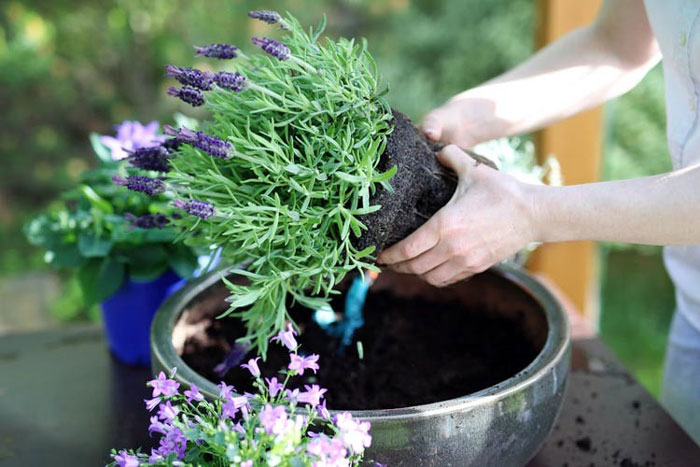 Lavender plants | Lavandula | Growing Lavender in pots