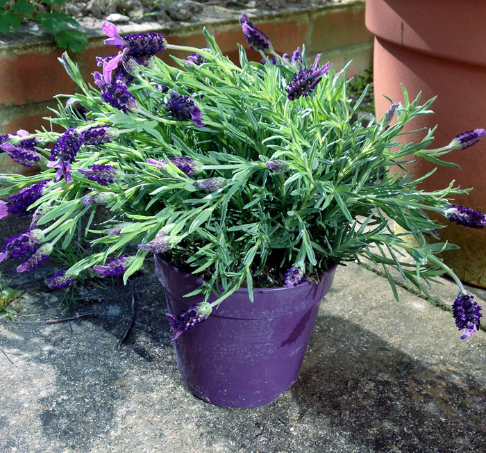 Lavender plants | Lavandula | Growing Lavender in pots