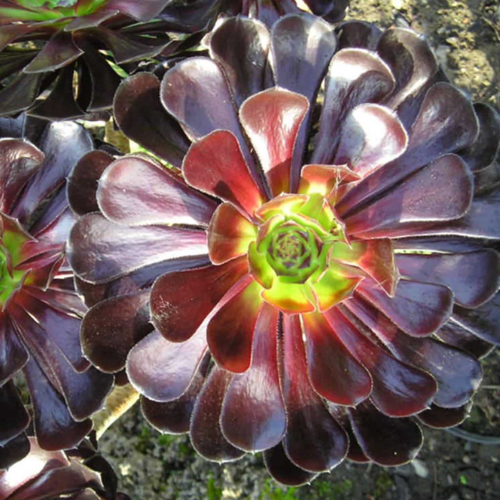 9 Dark Dramatic flowers | Black flowers | Dramatic plants - NatureBring