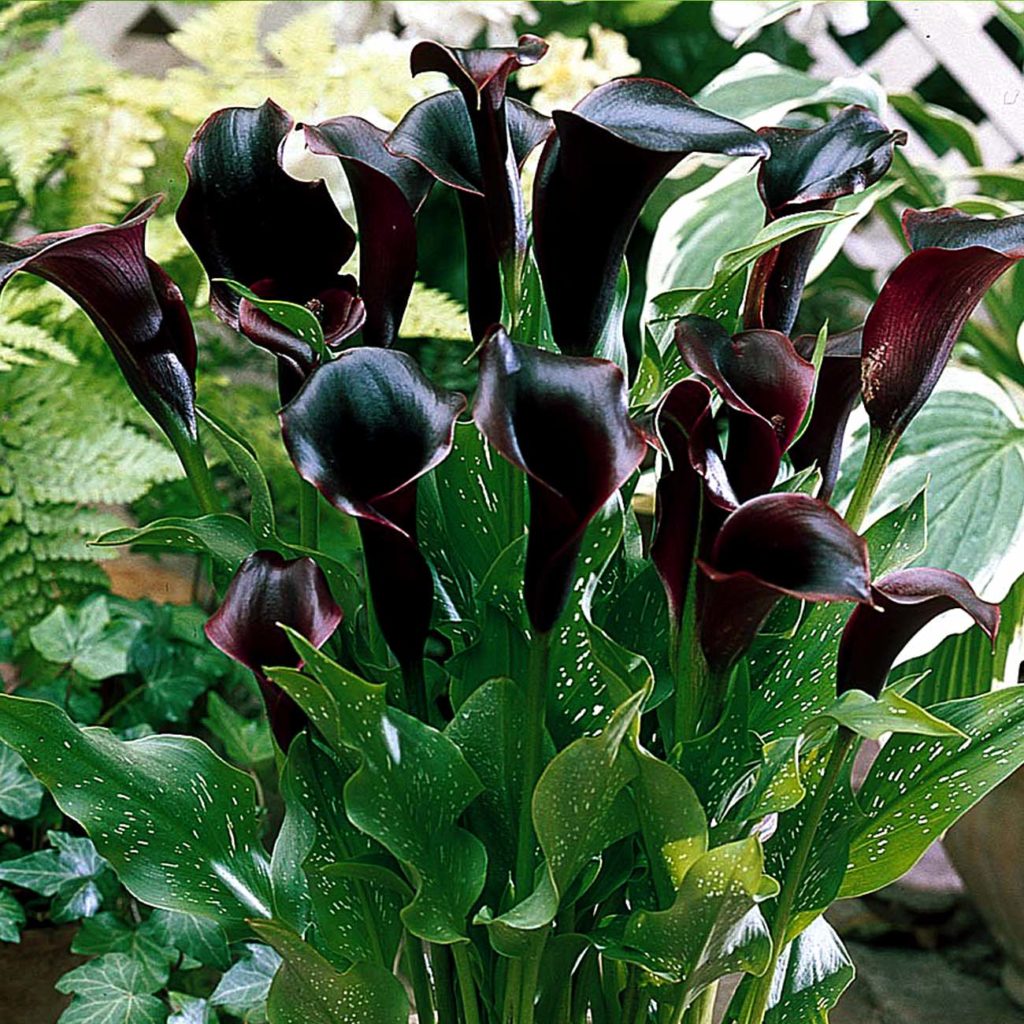 Black flowers