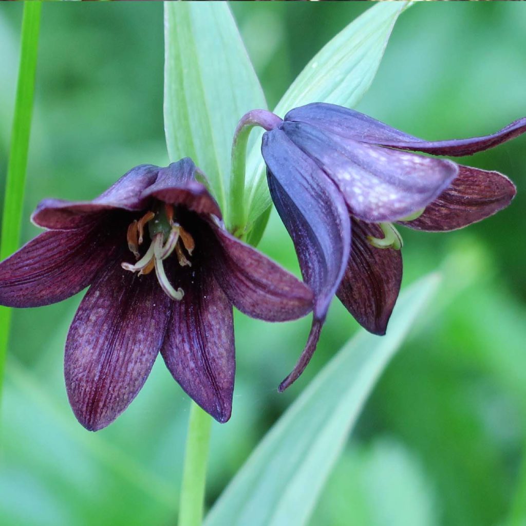 Black flowers 