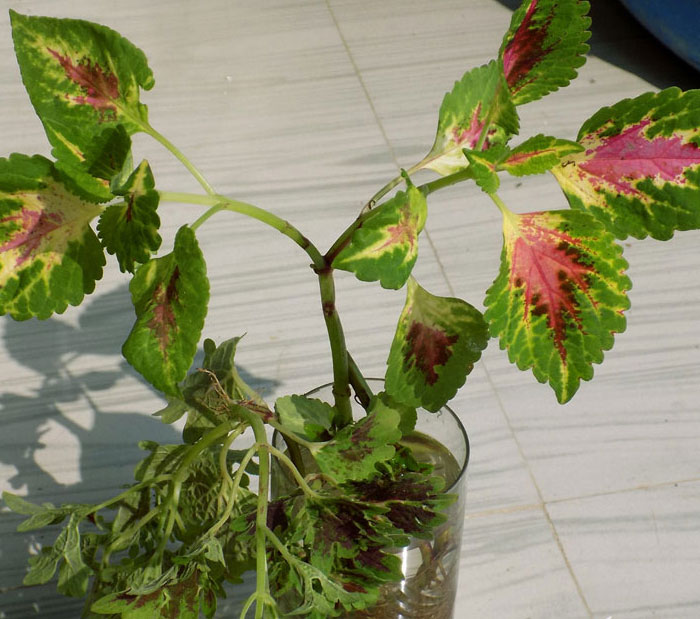  Indoor plant | Indoor plant grow in water