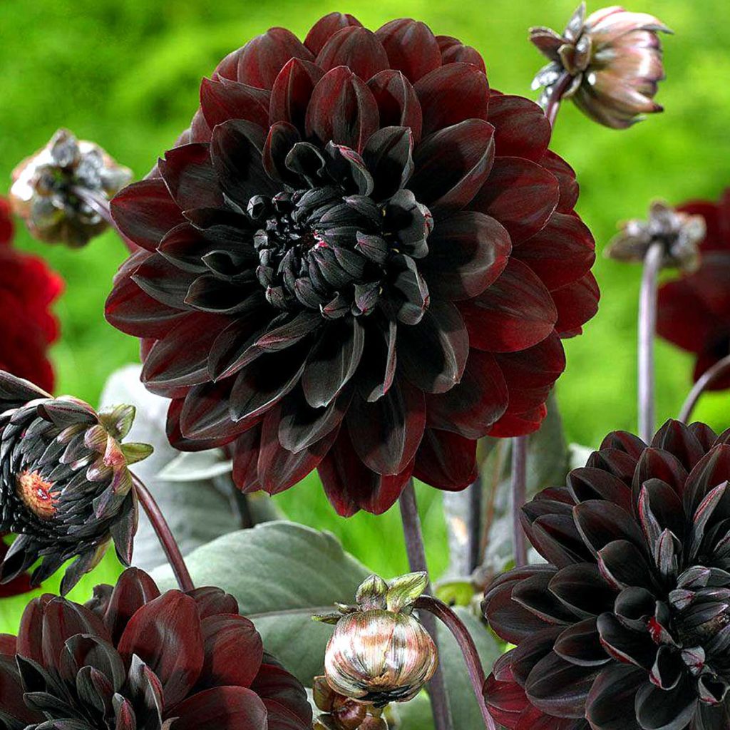 9 Dark Dramatic flowers | Black flowers | Dramatic plants - Naturebring