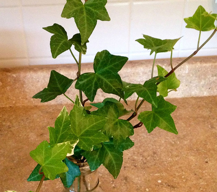 Indoor plant