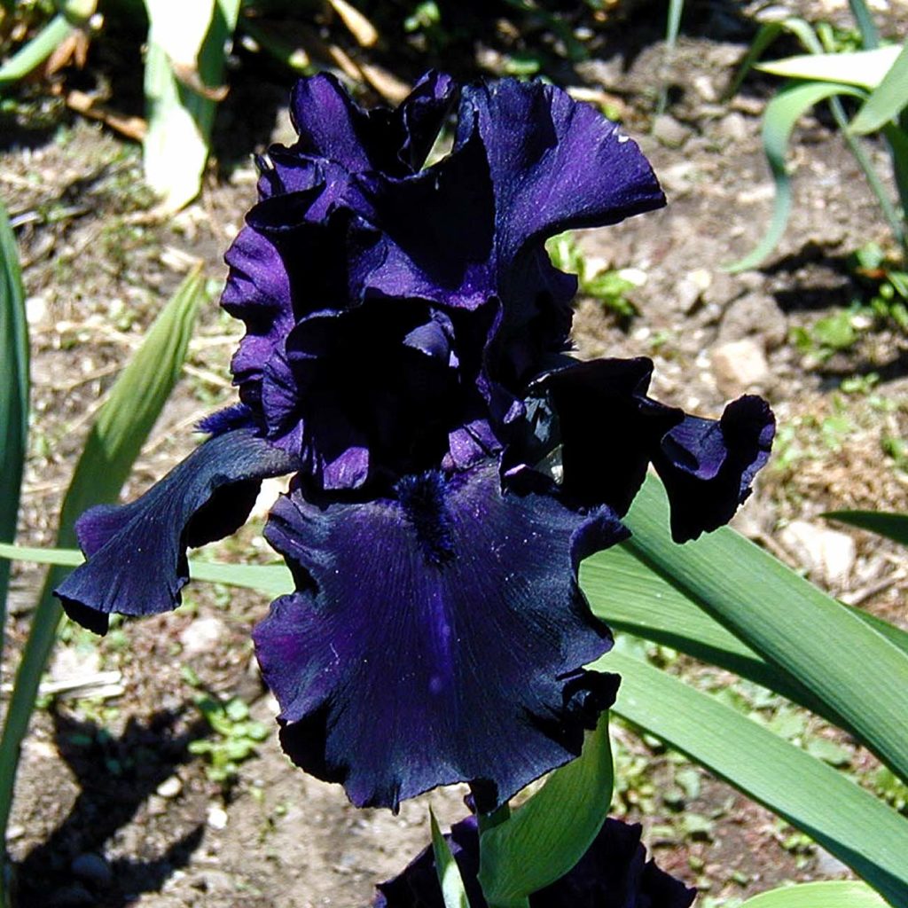 Black flowers