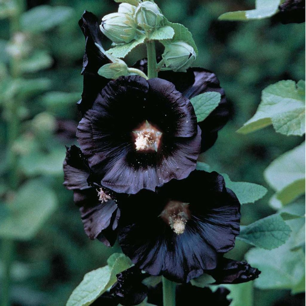 Black flowers 