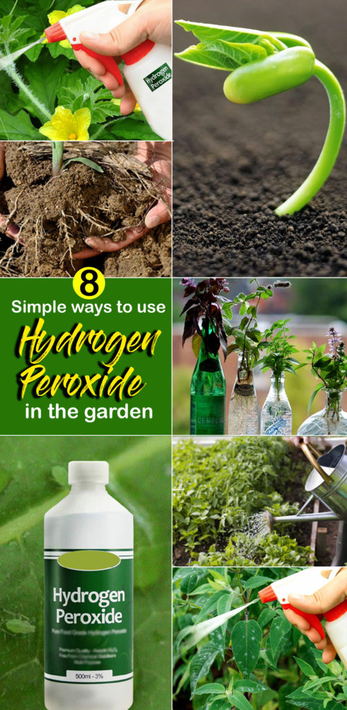 hydrogen peroxide in the garden | how to use hydrogen peroxide | h2o2