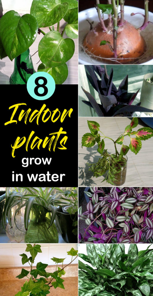 Best Indoor plants | Indoor plant grow in water