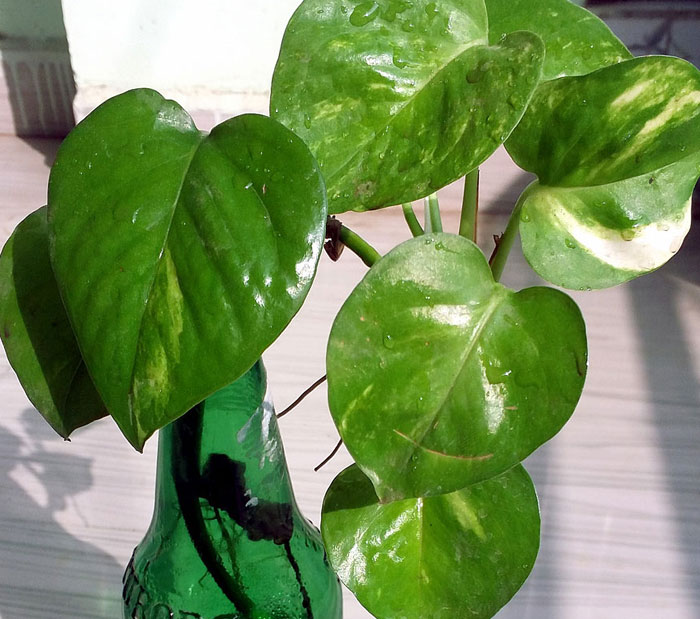 Indoor plant