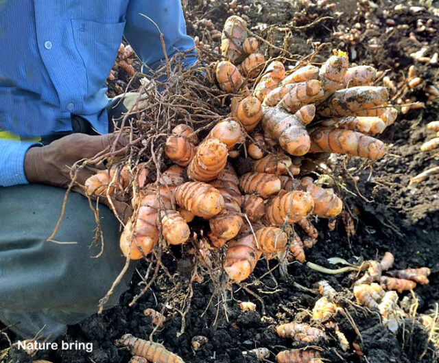 Growing your own Turmeric in container | How to grow turmeric at home ...