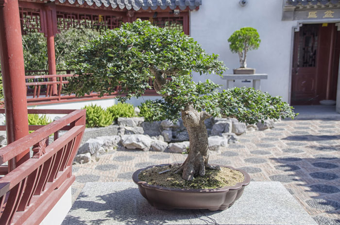 How to grow Bonsai tree | How to make your Bonsai plant - Naturebring