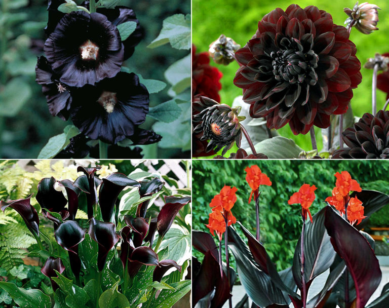 9 Dark Dramatic flowers | Black flowers | Dramatic plants - Naturebring