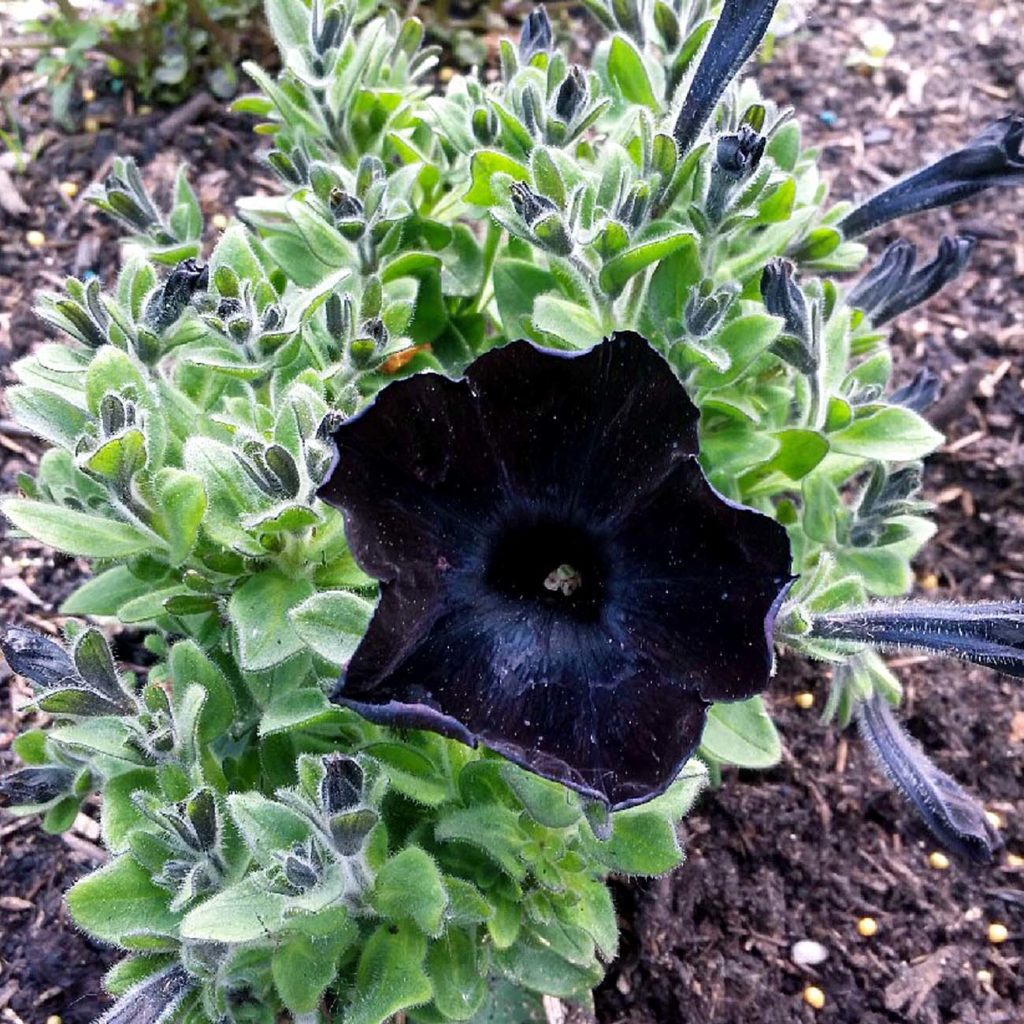 Black flowers