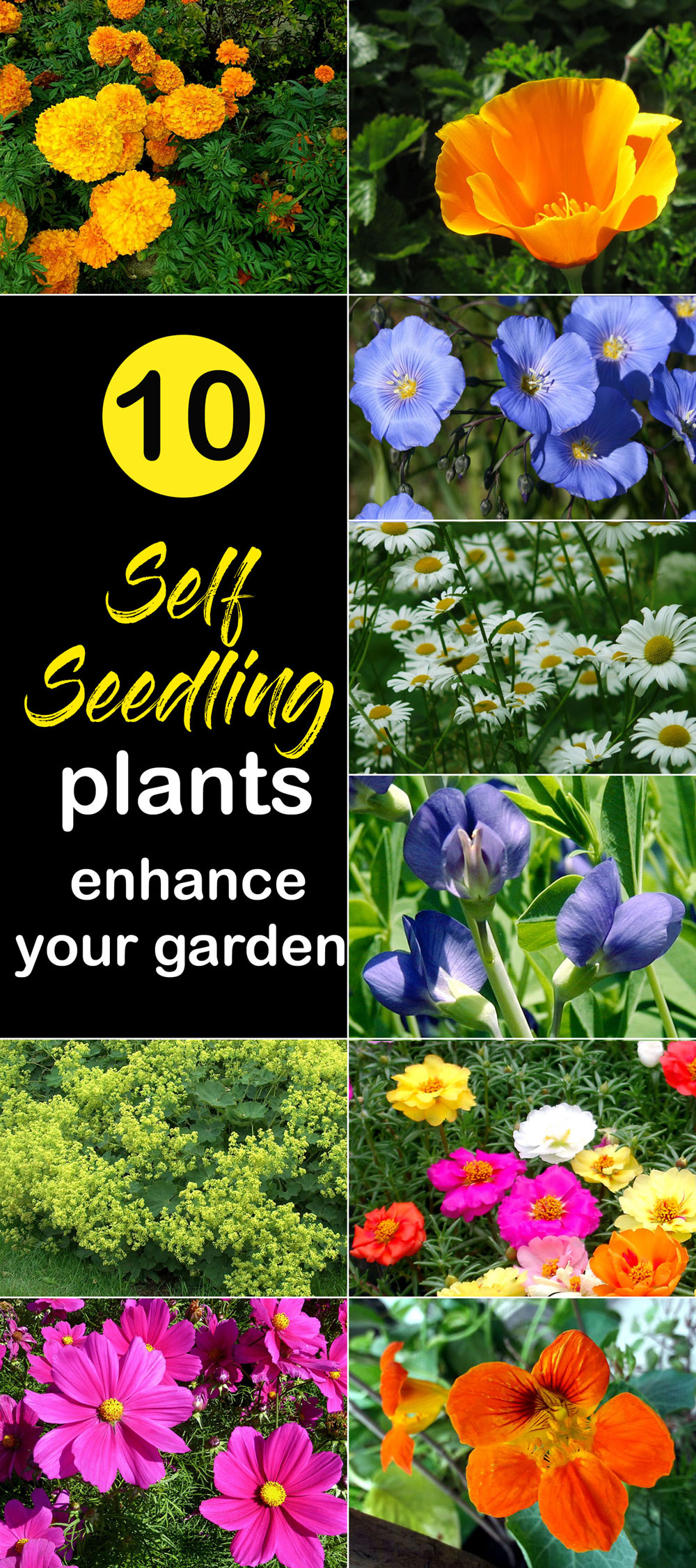 Annual flowers | Self-Seeding make your garden beautiful - Naturebring