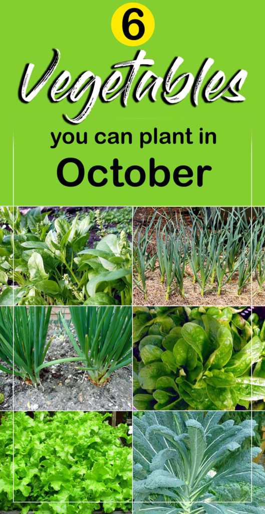 Winter vegetable | plant in October | fall season crop