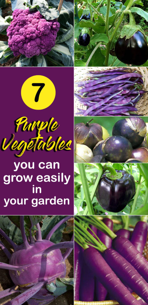 purple vegetables | Colorful vegetables | heirloom and hybrid variety