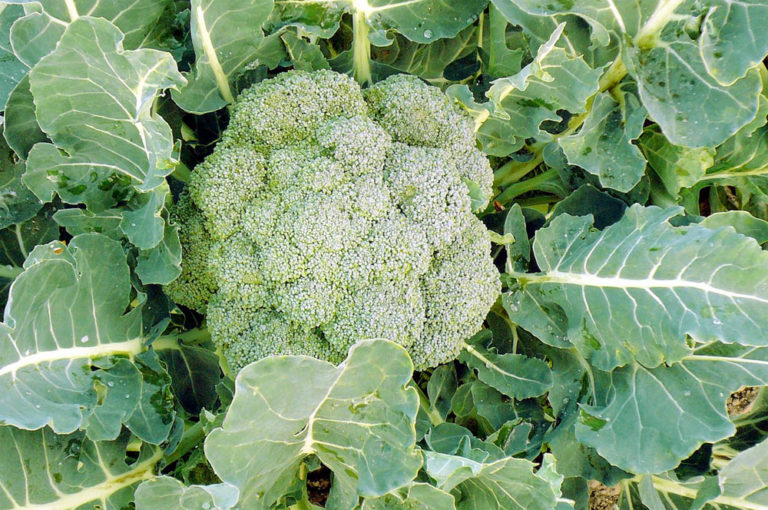 How to grow Broccoli in a container growing Broccoli