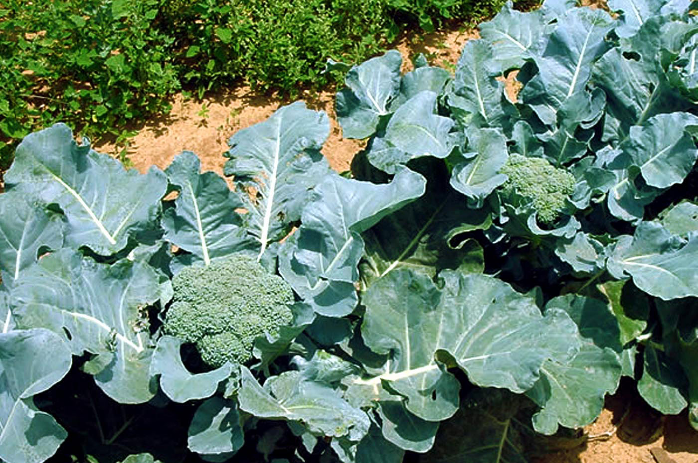 harvest broccoli