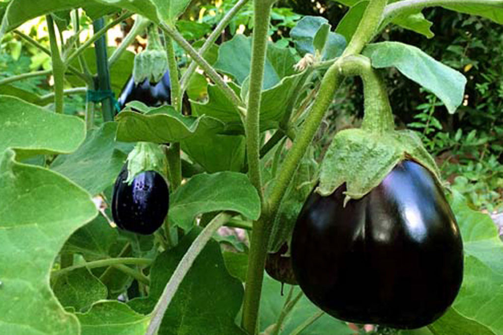 Colorful vegetables