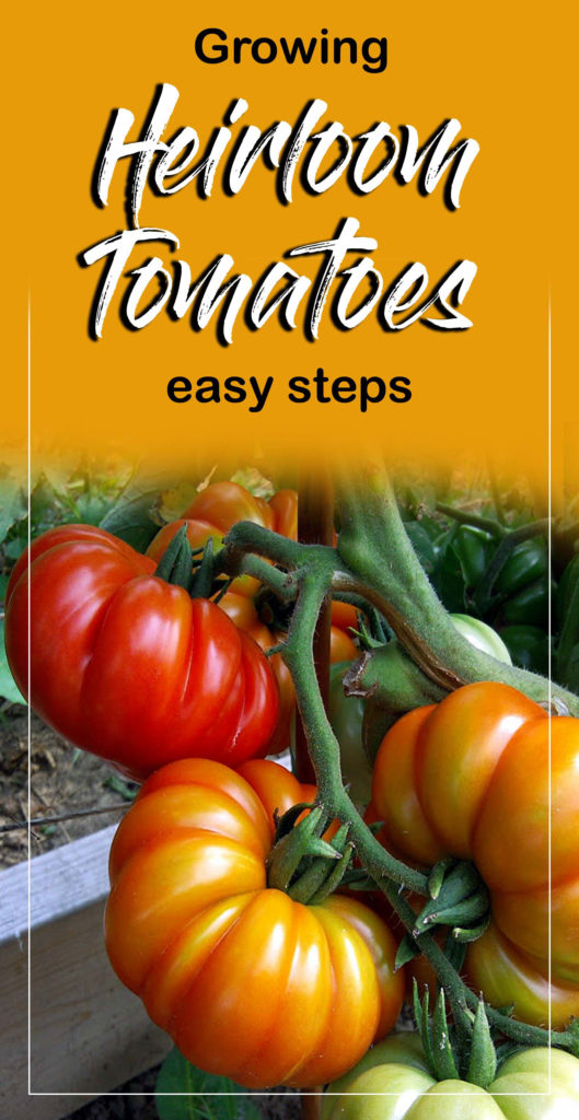 Tomatoes | heirloom tomato plant | how to grow heirloom tomatoes