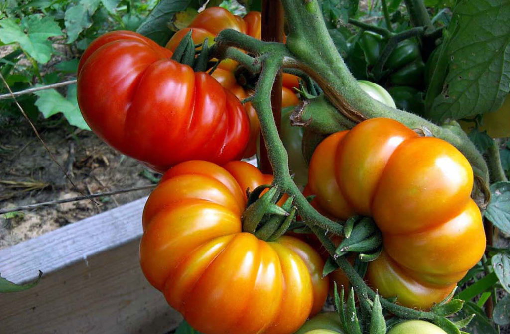 growing heirloom tomato