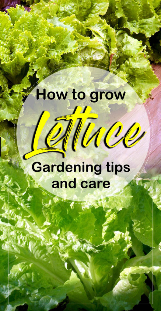 growing lettuce | salad | how to grow lettuce