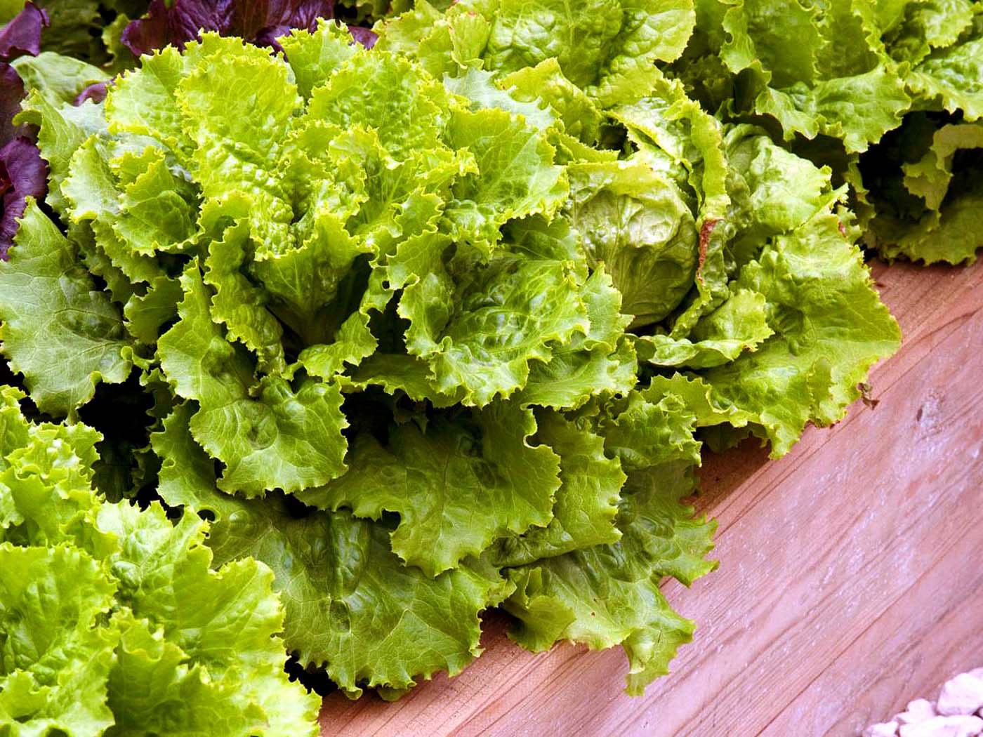 How to Grow Lettuce | Growing lettuce at home | Salad