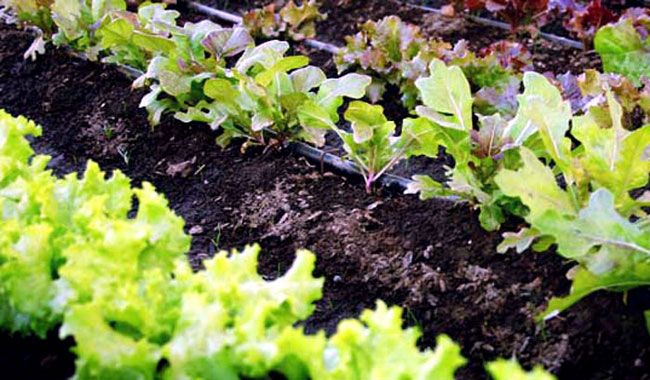 Lettuce plant