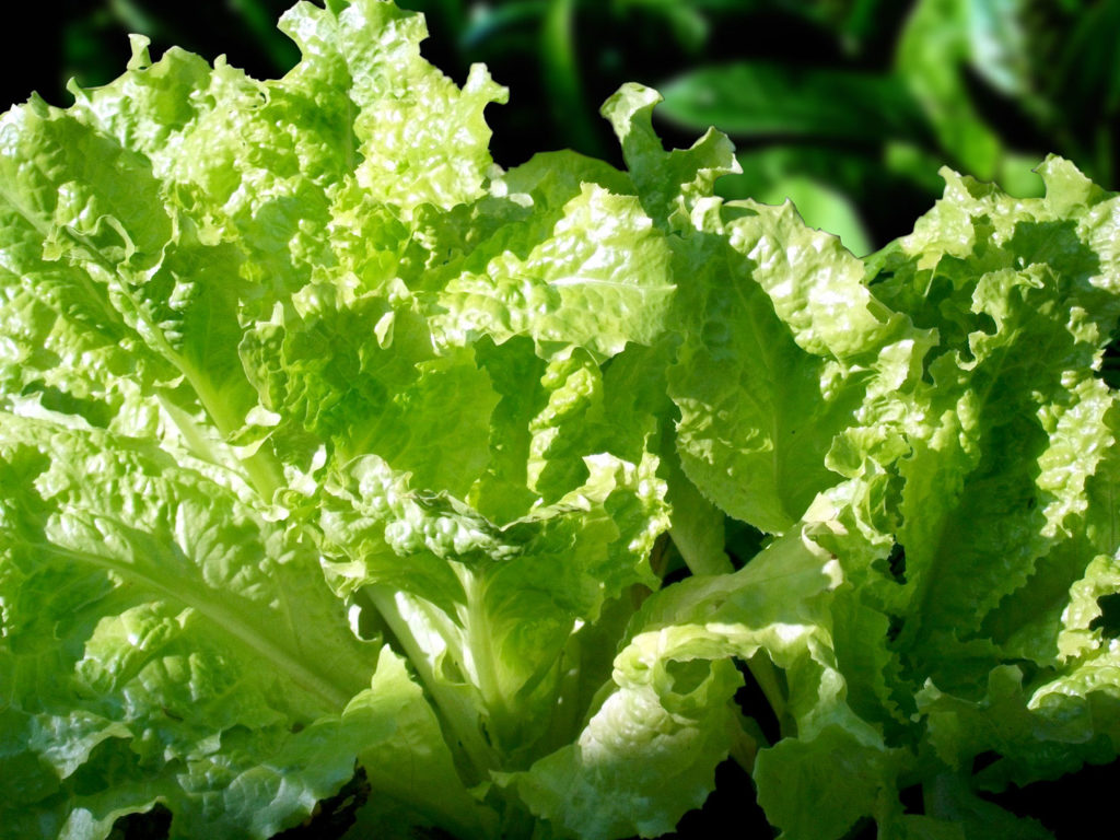 How to Grow Lettuce Growing lettuce at home Salad NatureBring