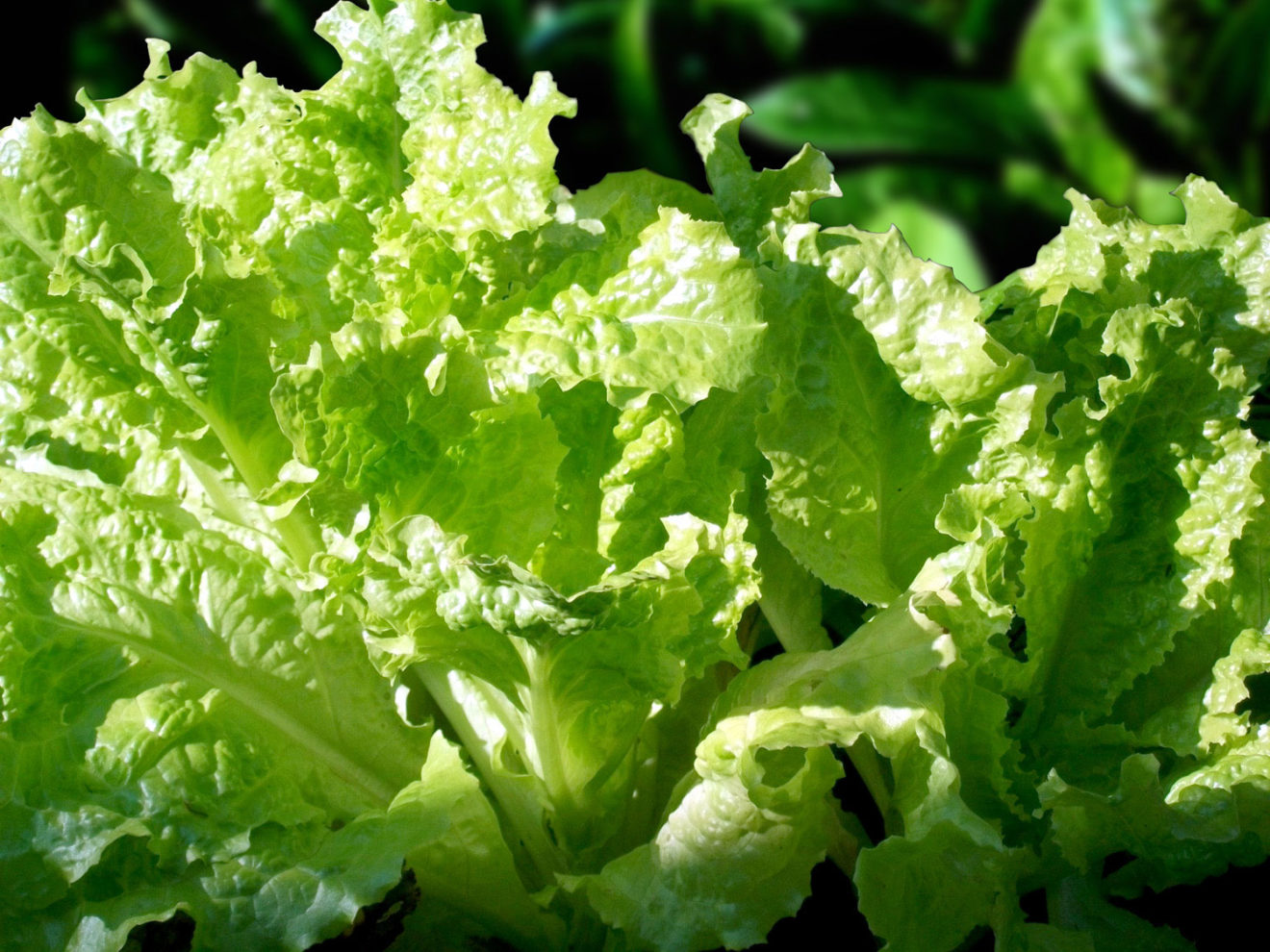 How To Grow Lettuce Growing Lettuce At Home Salad Naturebring