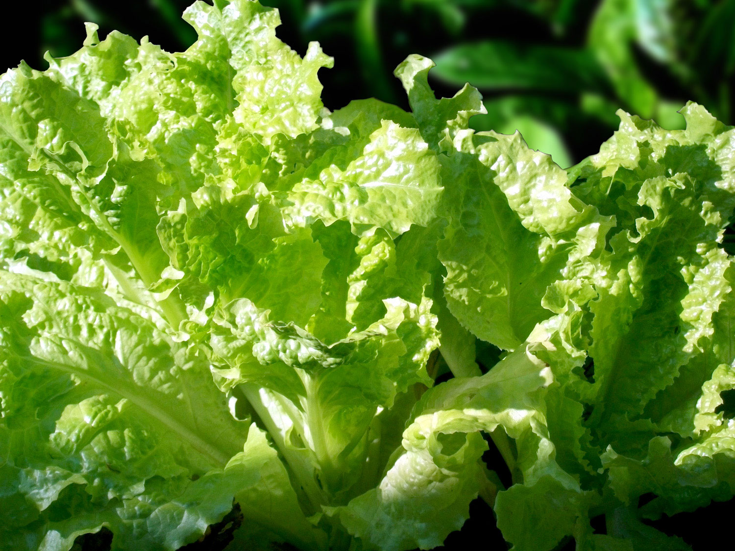 How to Grow Lettuce | Growing lettuce at home | Salad