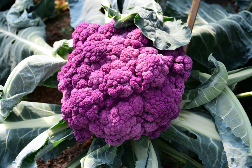 Colorful vegetables