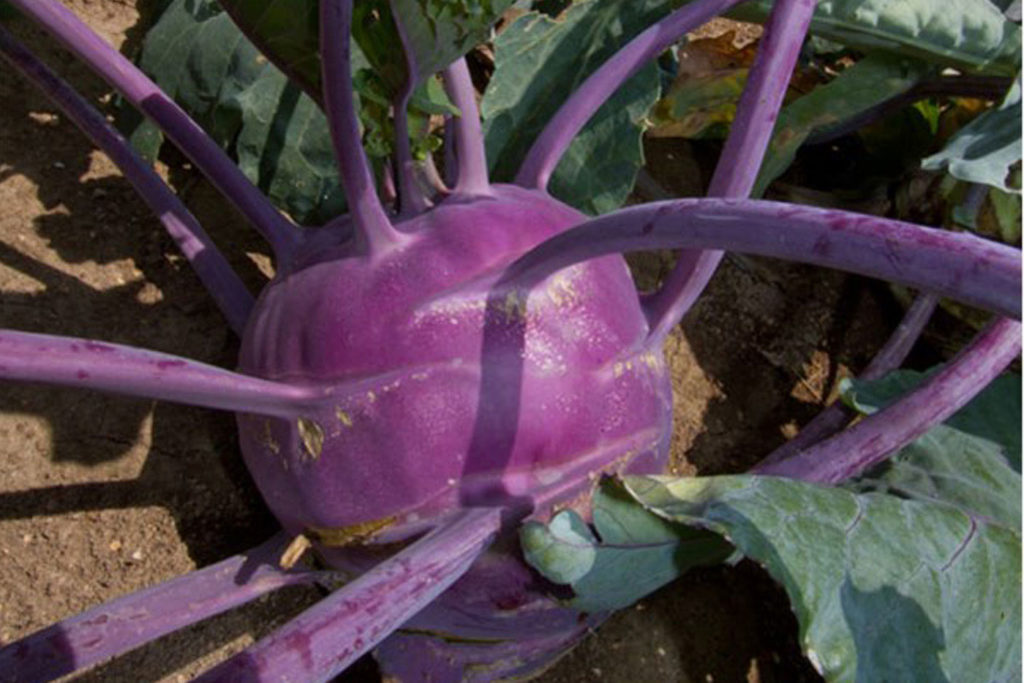 Colorful vegetables