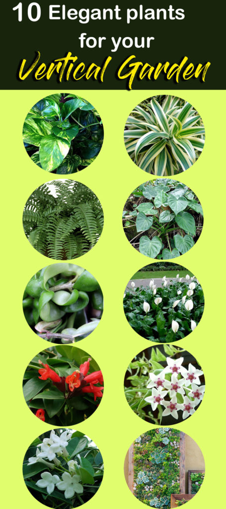 plants for Vertical Garden | living wall