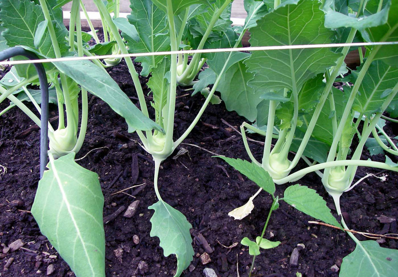 How To Grow Kohlrabi At Home Growing Kohlrabi Naturebring