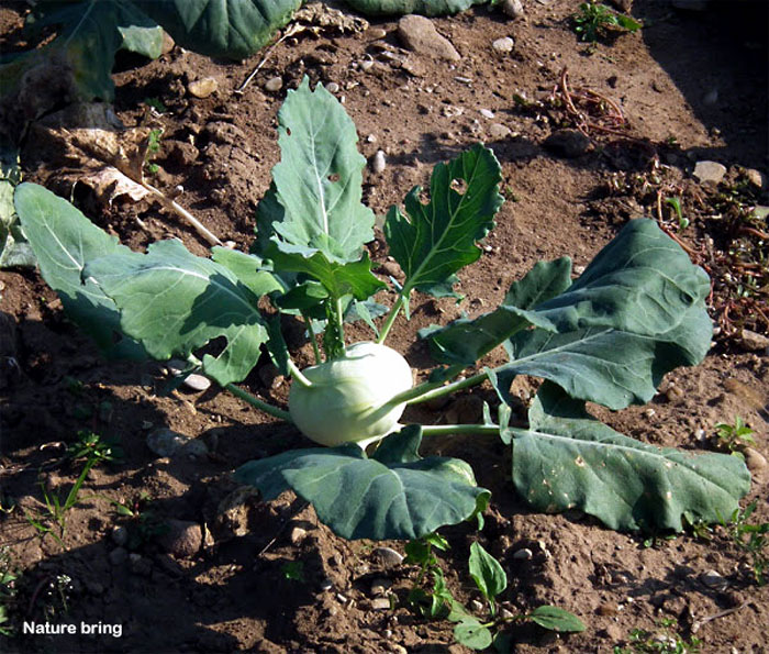 Growing Kohlrabi