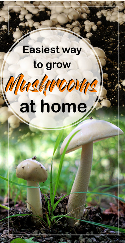 Mushroom